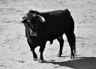 furious bull wit big horns in spain
