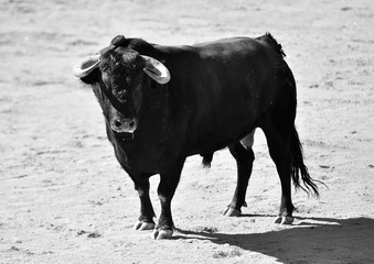 dangerous bull in spanish bullring with big horns