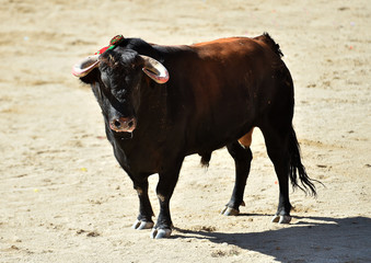 toro español poderoso con grandes cuernos