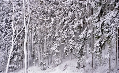 forest in winter