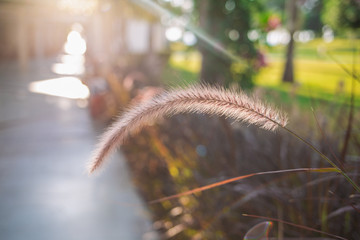 Blurry sidewalk in green park and cute fluffy sunny grass in foreground. Horizontal color photography.