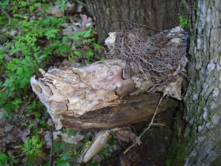 abandoned bird's nest between tree trunks in the forest