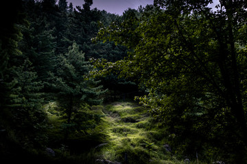 Dark Forest at evening