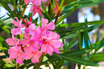 The best pink bushes weigela bloom on a city street in summer. Blooming pink flowers Weigela florida in spring garden in sunny day