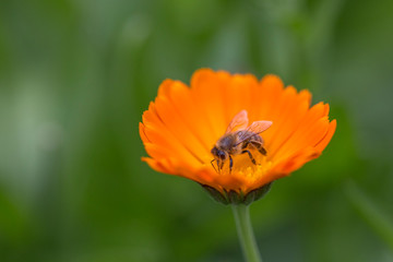 Bright summer background with growing flowers calendula, marigold.