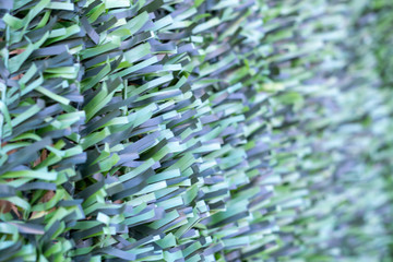 Artificial hedge. Green texture. .
