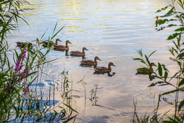 Wild ducks swim along the water