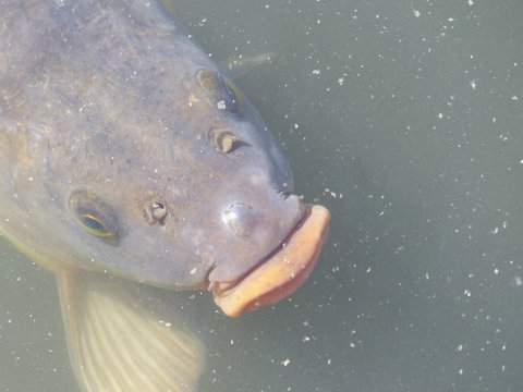 Karpfen Kopf im Wasser