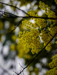 Yellow flowers blooming in the spring 