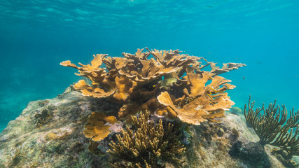 Seascape of coral reef in the Caribbean Sea around Curacao with Elkhorn Coral and sponge