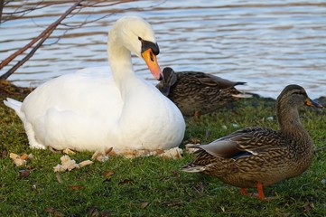 Schwan