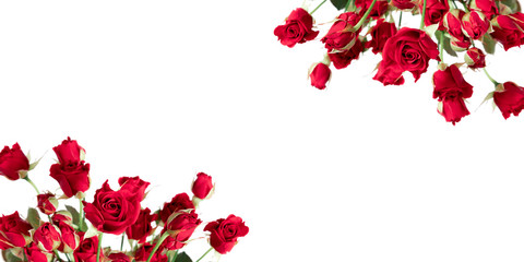 Beautiful flowers composition. Red rose flowers on white background. 8 March, Valentines Day, Easter, Birthday, Mother's day. Red roses background. Flat lay, top view, copy space. banner