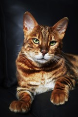 bengal cat looking at the camera on a dark background