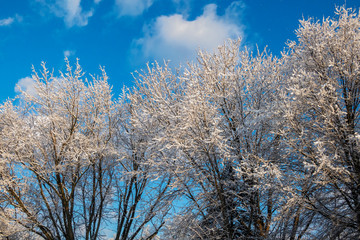 Fototapeta premium Snow Covered Trees