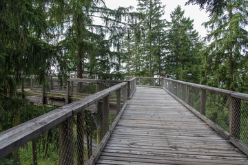 Treetop Walkway lignting, Sightseeing trail in tree crowns.