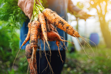 Fresh organic carrots in farmers hands. Harvesting carrots. Healthy food. - obrazy, fototapety, plakaty