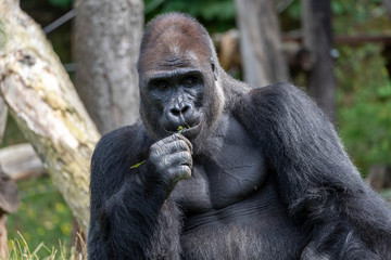 Western lowland gorilla (Gorilla gorilla gorilla), adult, captive