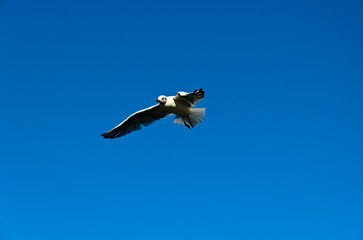 Fliegende Möwe im blauen wolkenlosen Himmel