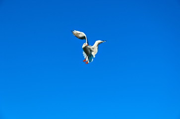 Fliegende Möwe im blauen wolkenlosen Himmel