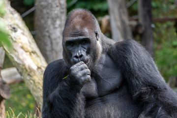 Western lowland gorilla (Gorilla gorilla gorilla), adult, captive