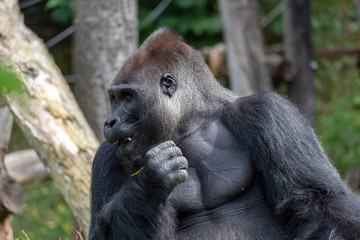 Western lowland gorilla (Gorilla gorilla gorilla), adult, captive