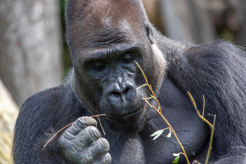 Western lowland gorilla (Gorilla gorilla gorilla), adult, captive © precinbe