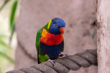 Close up of rainbow lorikeet perching on window sill