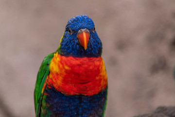 Close up of rainbow lorikeet perching on window sill