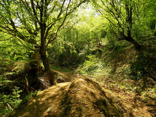Beautiful nature spring mountain