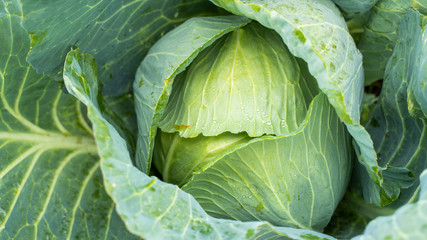 Obraz premium Fresh green head of cabbage