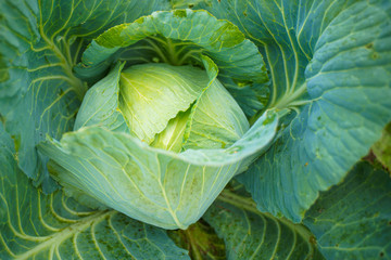 Fresh green head of cabbage