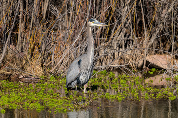 Great Blue Heron - A close-up front view of a Great Blue Heron standing in warm winter sun at side of Rio Grande River. New Mexico, USA.