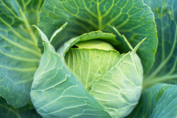 Fresh green head of cabbage
