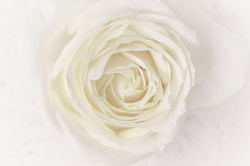 Soft focus, abstract floral background, white rose flower. Macro flowers backdrop for holiday brand design