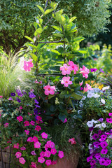 Perky pink mandevilla vine and trailing petunias, pink and purple are the focal point of this calming oasis