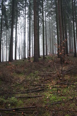 Forest in the Czech Republic