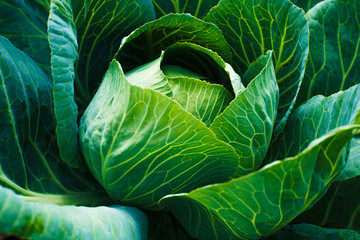 Fresh green head of cabbage. Vegetable growing concept. Plant cultivation background