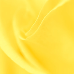 Soft focus, abstract floral background, yellow rose flower. Macro flowers backdrop for holiday brand design