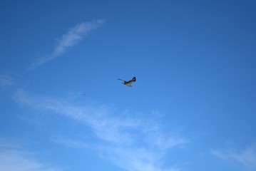 Eagle flying