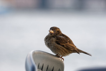 Euarasian tree sparrow - Passer Montanus with puffed feathers perch on a chair in winter season.