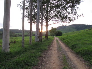 Estrada rural, pés de eucalipto na margem, gramado verde, por do sol ao fundo