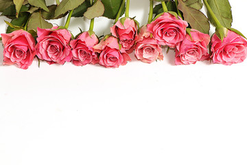 Greeting card for Valentine's Day or Women's Day. Roses with ribbon on a white background. Festive background February 14th. Happy Birthday Wedding.