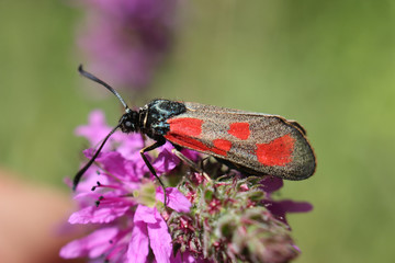 Kraśnik rogalik Zygaena loti
