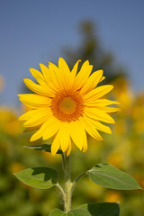 Sonnenblumen 
