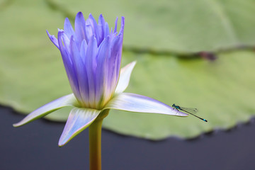 Fototapeta premium very juicy blooming Lotus in the pond close up