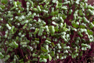 Closeup of freshly grown red cabbage micro greens