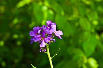 Fototapeta premium Purple FLower
