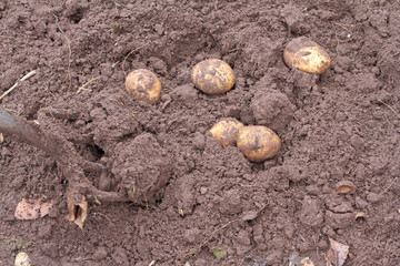 Fototapeta na wymiar Kartoffelernte im Schrebergarten