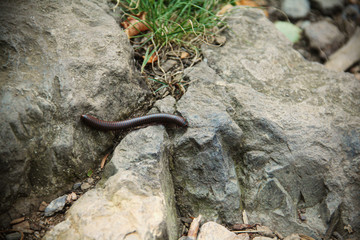 Close-up of a millipede crawling over rocks on a trail