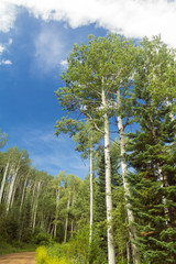 Hiking Mt Werner in Steamboat Springs in the summer